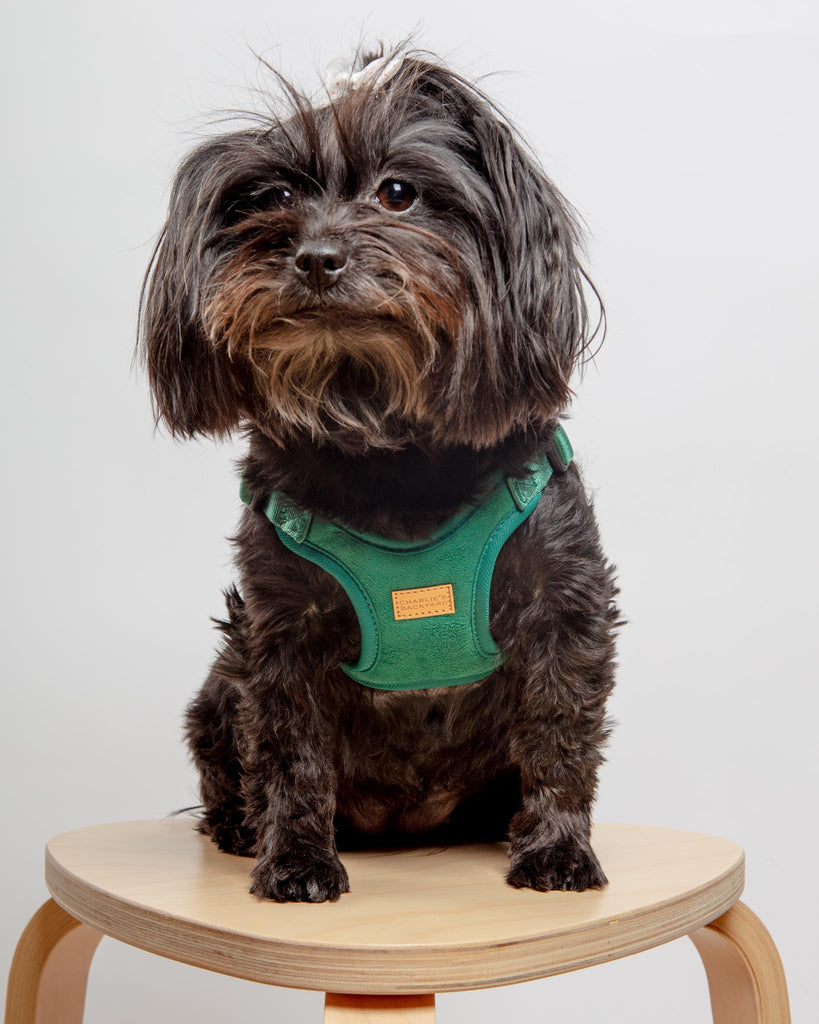 Comfort Dog Harness in Green WALK CHARLIE'S BACKYARD   