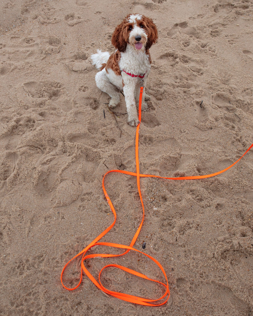 Weekend Long Leash in Neon Orange (10 or 20 Foot) (Made in the USA) WALK DOG & CO. COLLECTION   