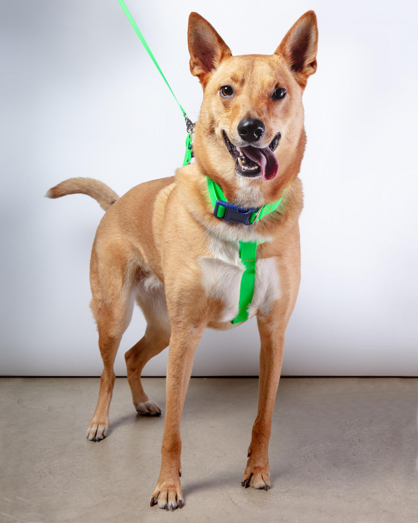 A Walk in the Park Dog Collar in Neon Green (Made in the USA) WALK DOG & CO. COLLECTION   