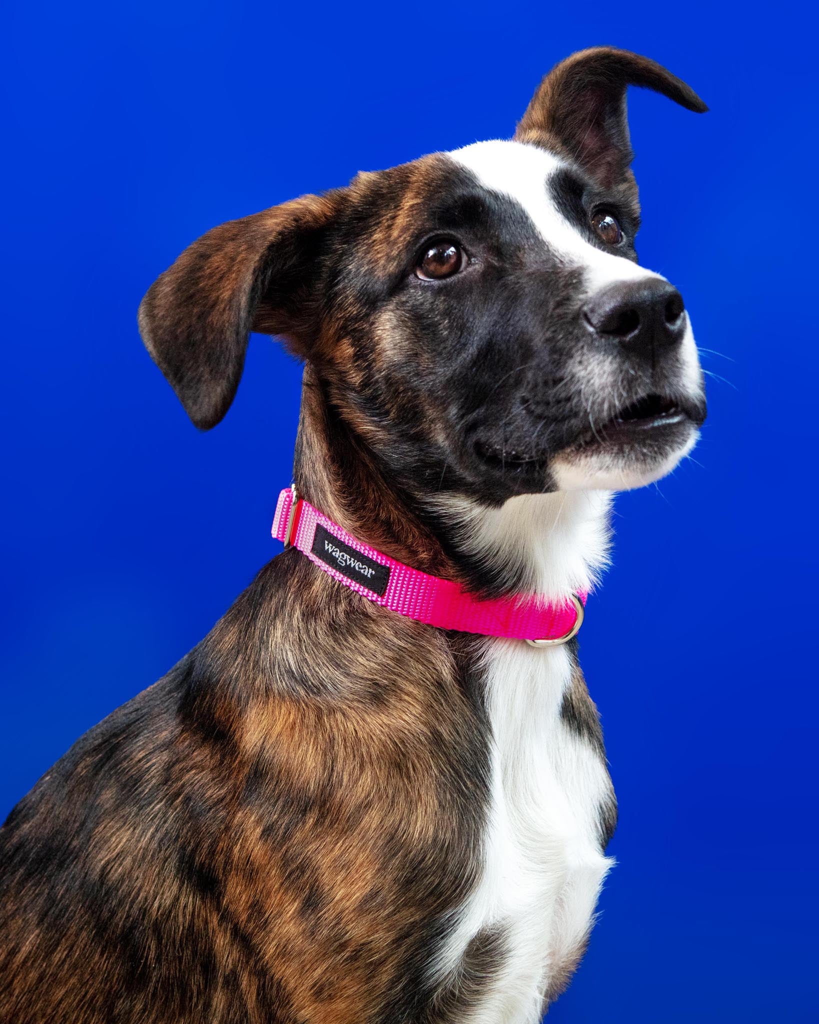 WAGWEAR | Nylon Metropolitan Collar in Neon Pink | DOG & CO.