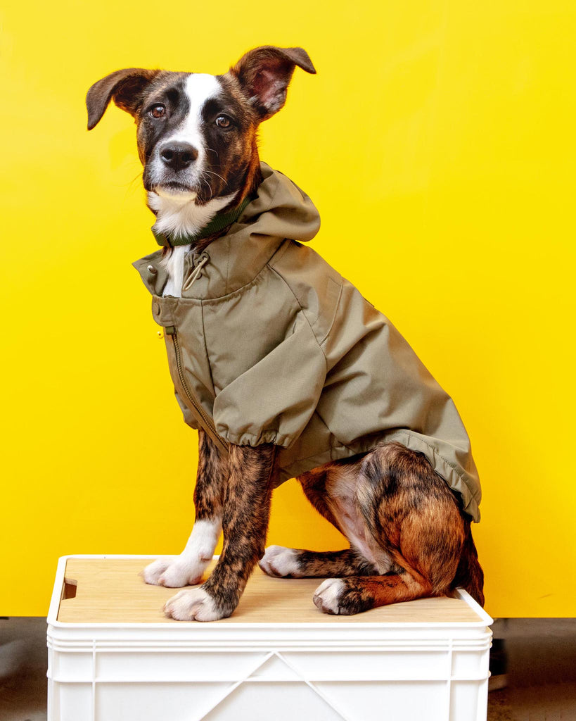 Brooklyn Nylon Water Resistant Dog Jacket (FINAL SALE) Wear LAMBWOLF COLLECTIVE   