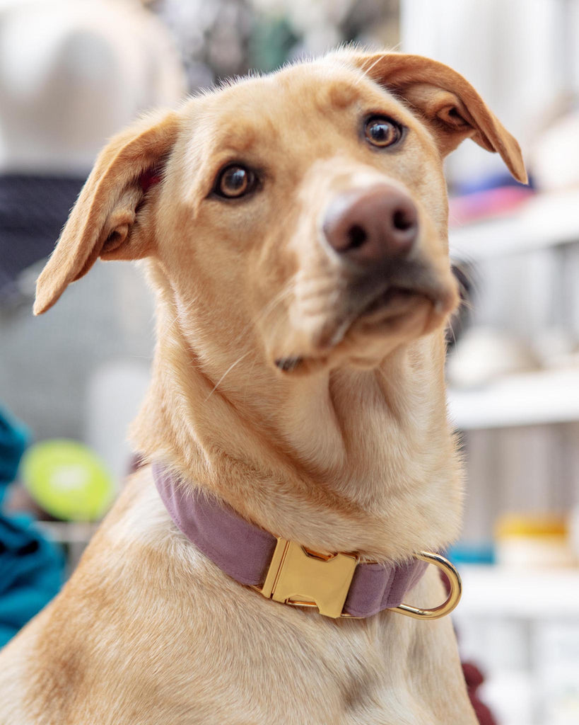 Lilac Velvet Dog Collar (Made in the USA) (FINAL SALE) WALK THE FOGGY DOG   