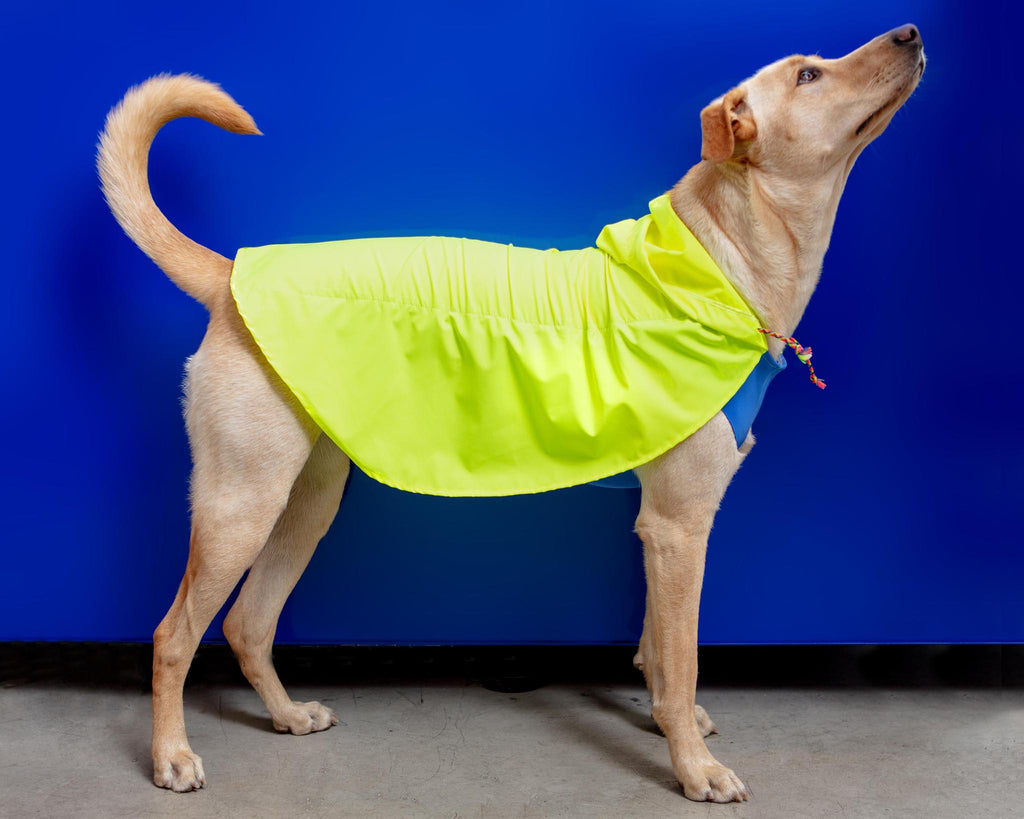 Action Jacket Pull-On Raincoat in Safety Yellow + Blue (Made in NYC) Wear DOG & CO. COLLECTION   