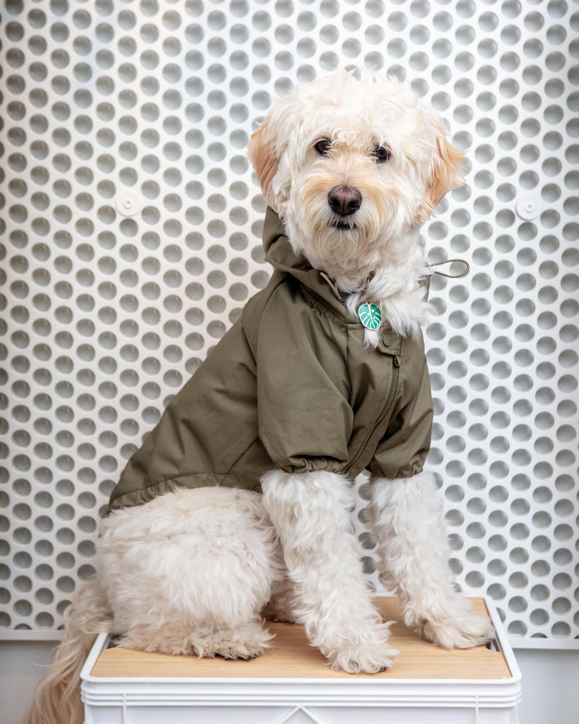 Brooklyn Nylon Water Resistant Dog Jacket (FINAL SALE) Wear LAMBWOLF COLLECTIVE   