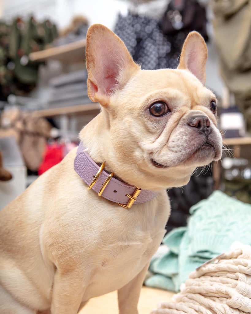 Juno Dog Collar in Lavender Cowhide Leather (Wide) (Made in Italy) (FINAL SALE) Dog Collars BRANNI   