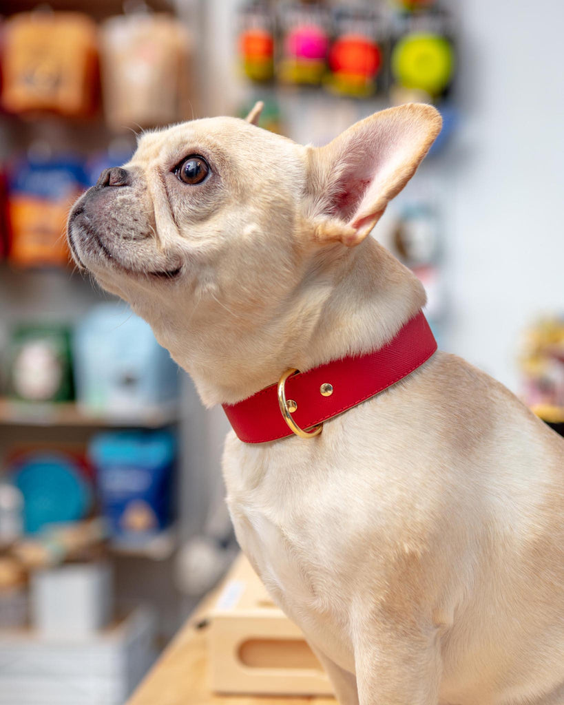 BRANNI, Small Dog Collar in Red Leather (Made in Italy)