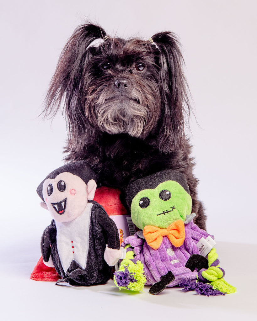 Hatchables Howl-O-Ween Drac-U-Lantern Interactive Dog Toy Play FETCH PET   