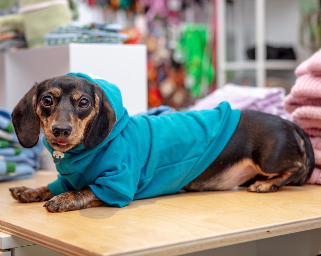 Dog Hoodie in Teal (CLEARANCE) Wear CHARLIE'S BACKYARD   