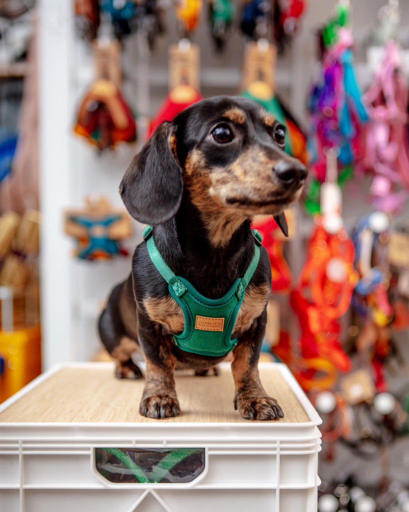 Comfort Dog Harness in Green WALK CHARLIE'S BACKYARD   