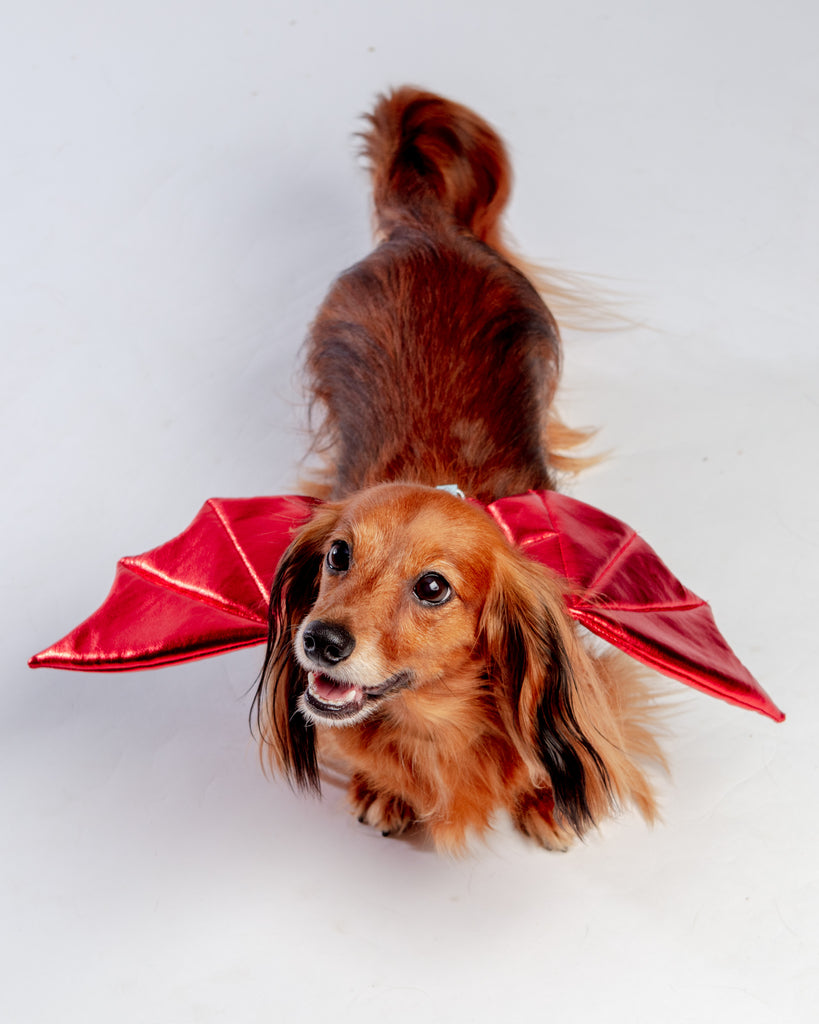 Adjustable Tie-On Dragon Howl-O-Ween Dog Wings in Red Wear DOGO   