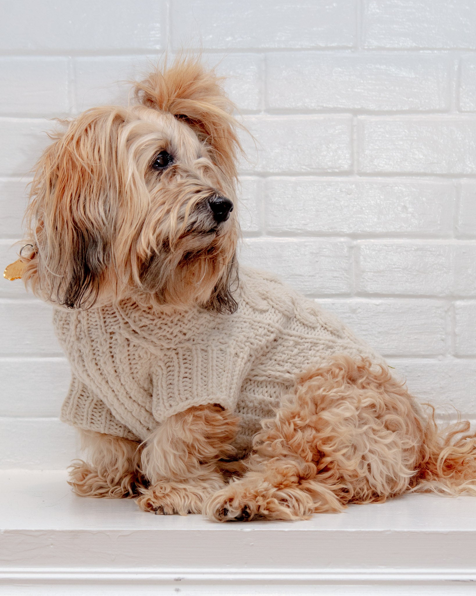DOG & CO. COLLECTION | Chunky Hand Knit Turtleneck Dog Sweater in Natural