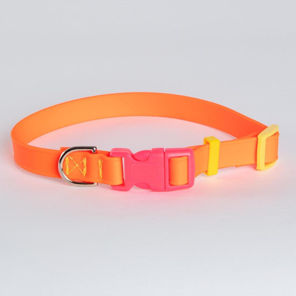 A Walk in the Park Dog Collar in Neon Orange (Made in the USA) WALK DOG & CO. COLLECTION   