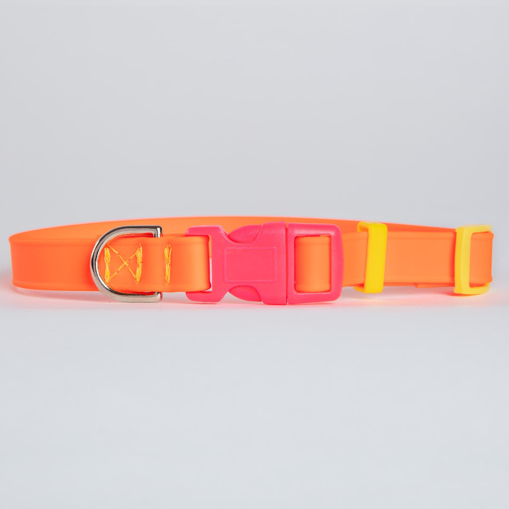 A Walk in the Park Dog Collar in Neon Orange (Made in the USA) WALK DOG & CO. COLLECTION   