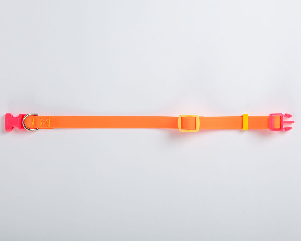 A Walk in the Park Dog Collar in Neon Orange (Made in the USA) WALK DOG & CO. COLLECTION   