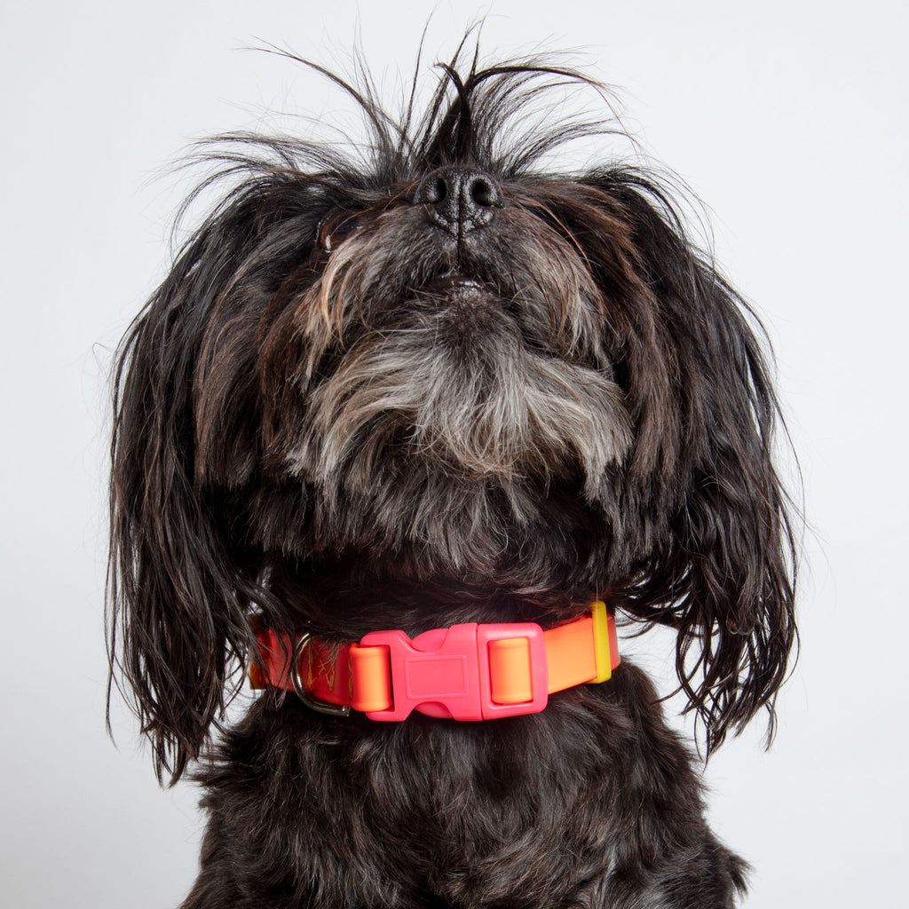 A Walk in the Park Dog Collar in Neon Orange (Made in the USA) WALK DOG & CO. COLLECTION X-Small (8-12") Orange 