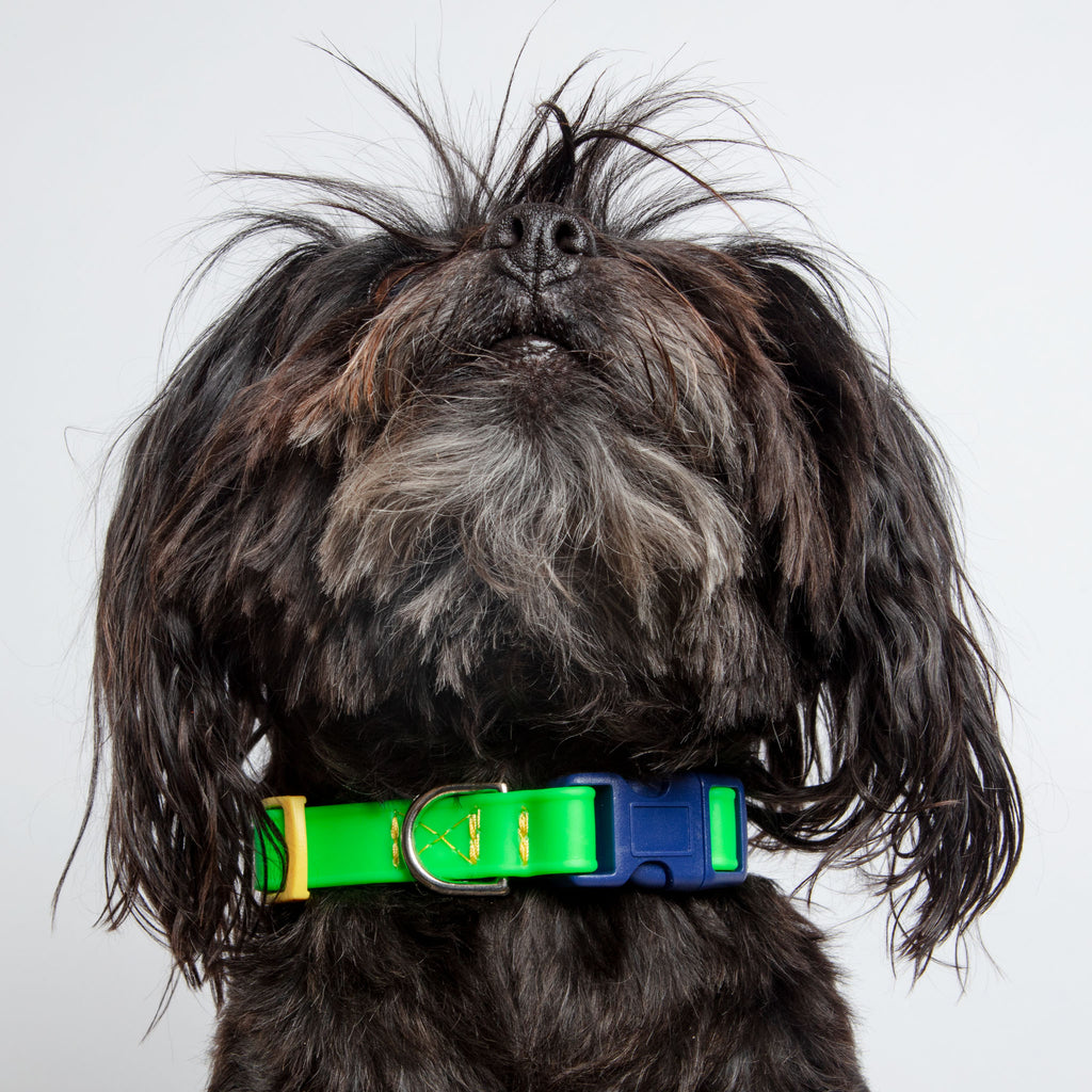 A Walk in the Park Dog Collar in Neon Green (Made in the USA) WALK DOG & CO. COLLECTION X-Small (8-12") Green 
