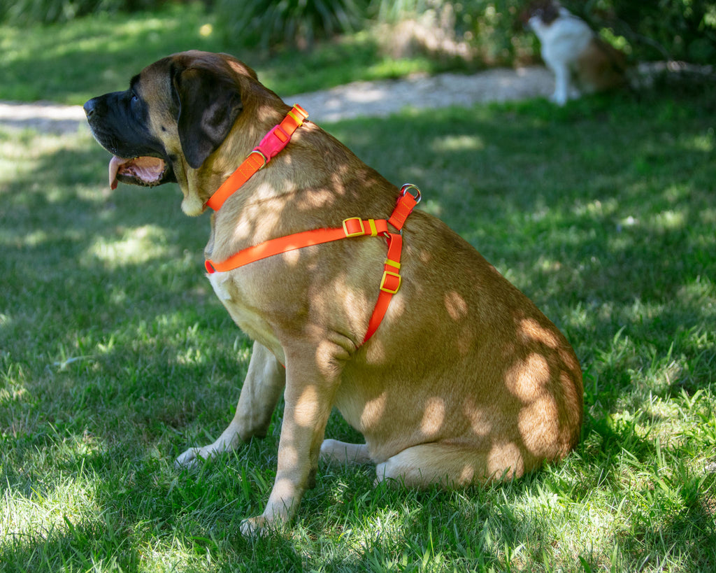 A Walk in the Park Dog Collar in Neon Orange (Made in the USA) WALK DOG & CO. COLLECTION   