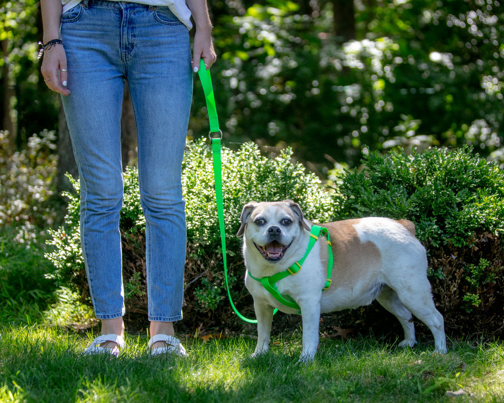 A Walk in the Park Dog Leash (Made in the USA) WALK DOG & CO. COLLECTION   