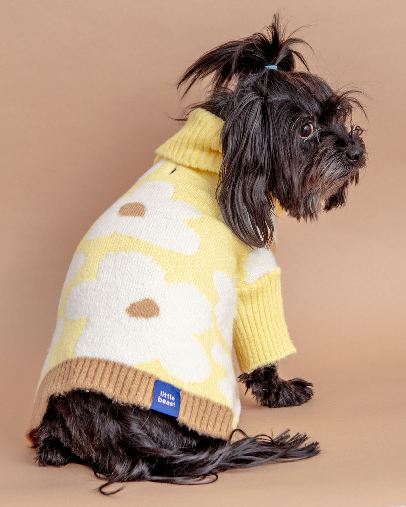 Sunny Side Dog Sweater (FINAL SALE) Wear LITTLE BEAST   