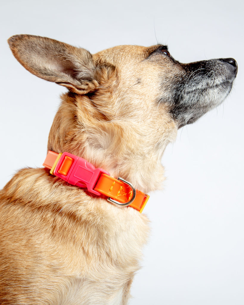 A Walk in the Park Dog Collar in Neon Orange (Made in the USA) WALK DOG & CO. COLLECTION   