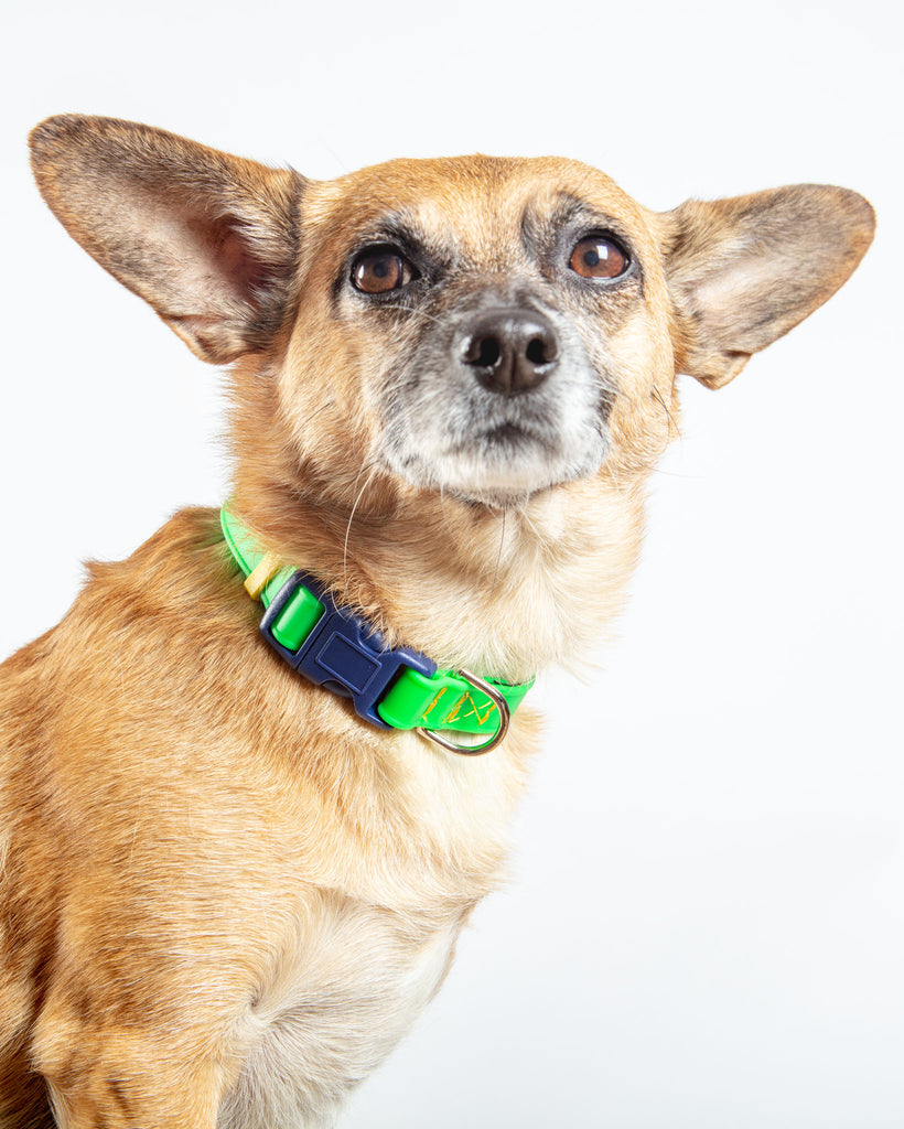 A Walk in the Park Dog Collar in Neon Green (Made in the USA) WALK DOG & CO. COLLECTION   