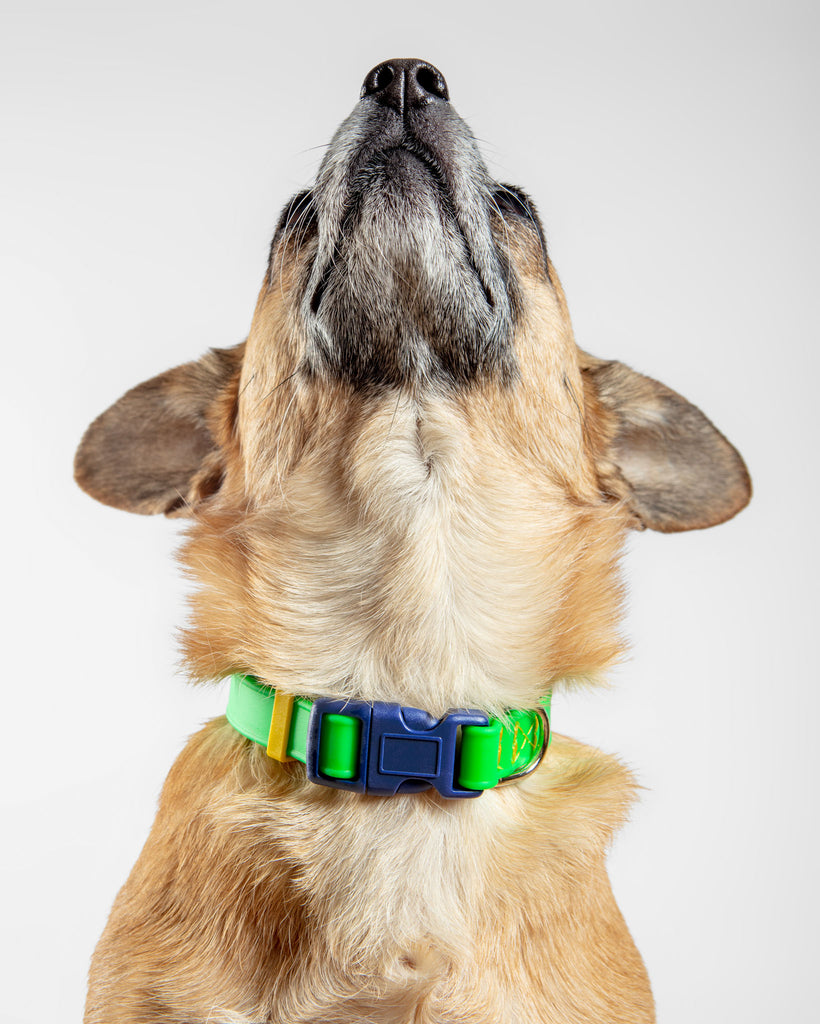 A Walk in the Park Dog Collar in Neon Green (Made in the USA) WALK DOG & CO. COLLECTION   