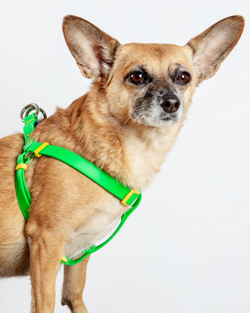 A Walk in the Park Dog Harness (Made in the USA) (FINAL SALE) WALK DOG & CO. COLLECTION   