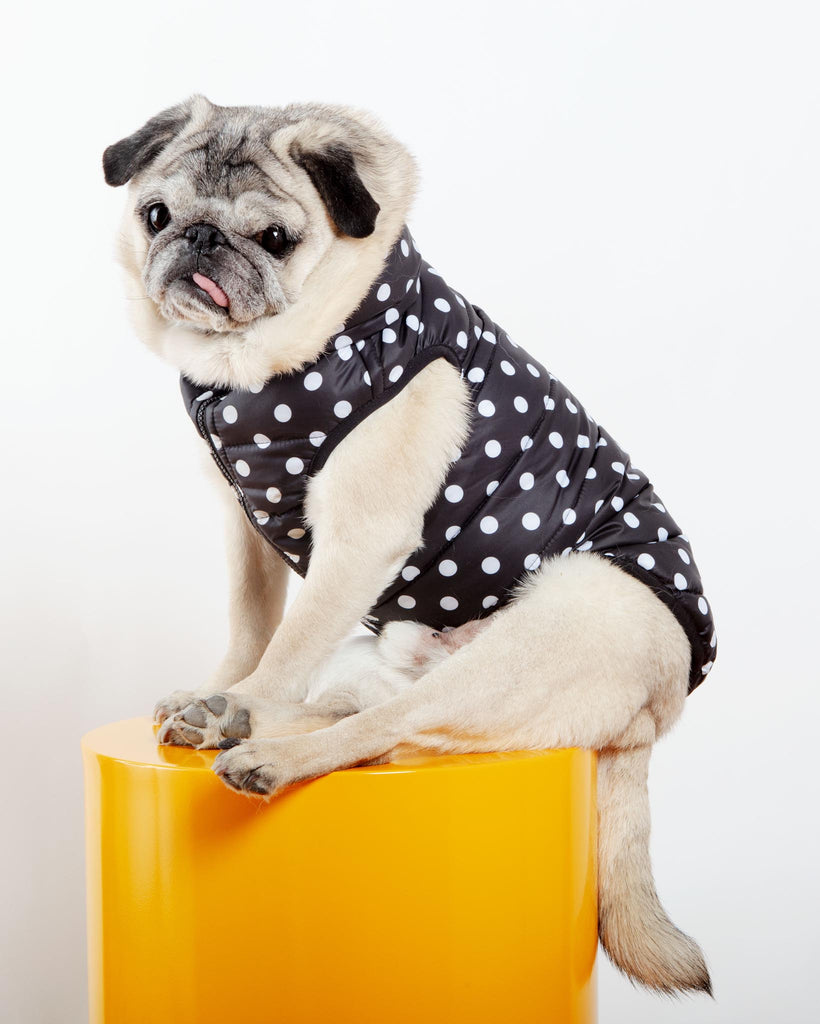 Reversible AiryVest in Black + Black Dot (DOG & CO. Exclusive) Wear AIRYVEST for DOG & CO.   