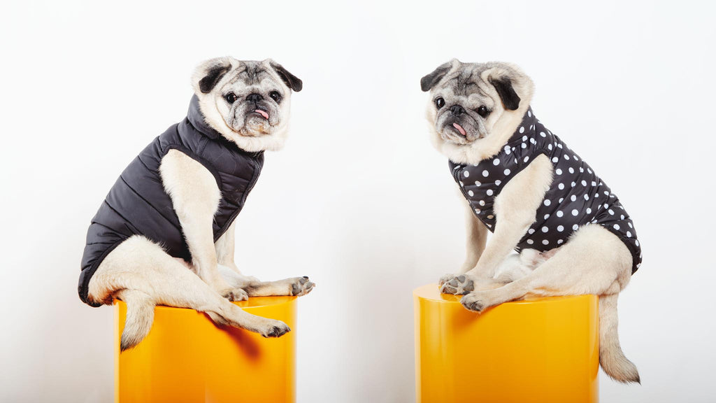 Reversible AiryVest in Black + Black Dot (DOG & CO. Exclusive) Wear AIRYVEST for DOG & CO.   