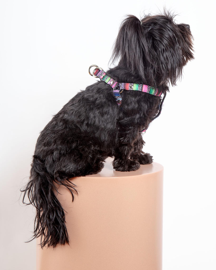 Step-In Dog Harness in Rainbow Serape & Leopard (Made in NYC) WALK DOG & CO. COLLECTION   