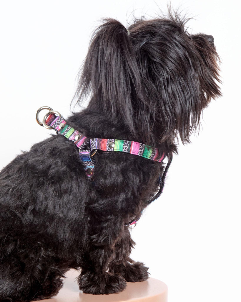 Step-In Dog Harness in Rainbow Serape & Leopard (Made in NYC) WALK DOG & CO. COLLECTION   