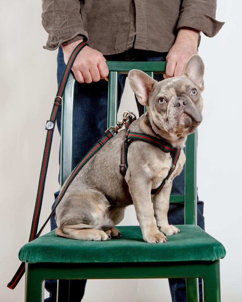 Step-In Dog Harness in Luxe Green & Red Stripe (Made in NYC) WALK DOG & CO. COLLECTION   