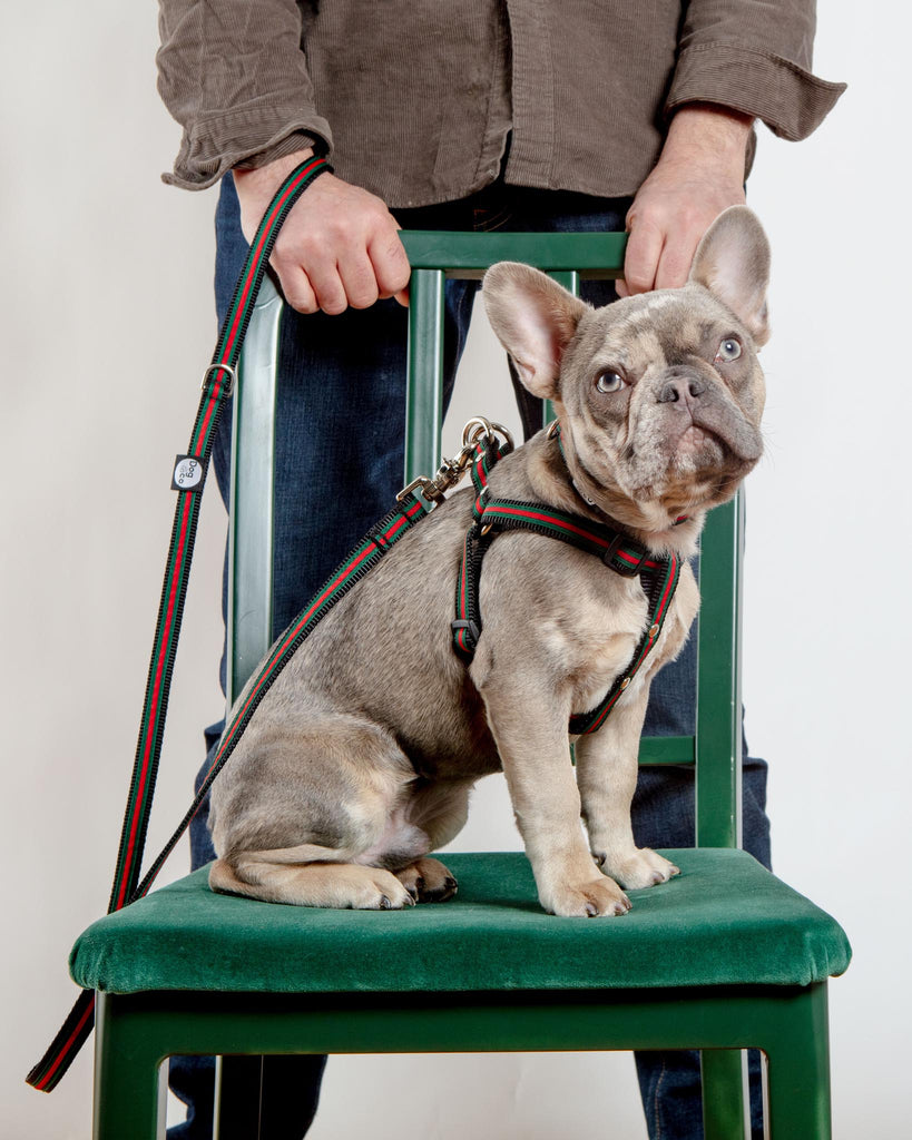 Luxe Green & Red Stripe Dog Leash (Made in NYC) WALK DOG & CO. COLLECTION   