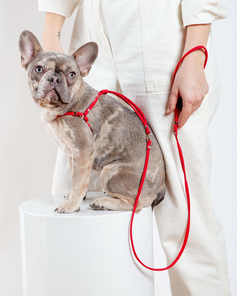 Nylon Step-In Adjustable Dog Harness in Red (Made in the USA) WALK DOG & CO.   