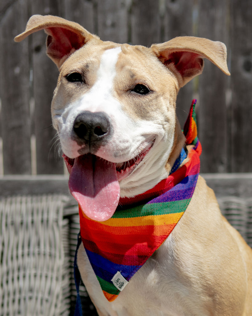 A Case Of Stripes Dog Bandana in Rainbow (FINAL SALE) Accessories SAM & NALA   