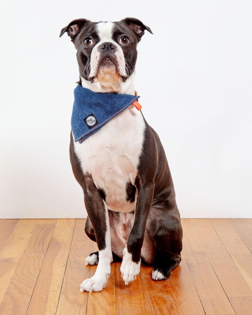 Bandana Bowl For Dogs Wear DOG & CO. COLLECTION   