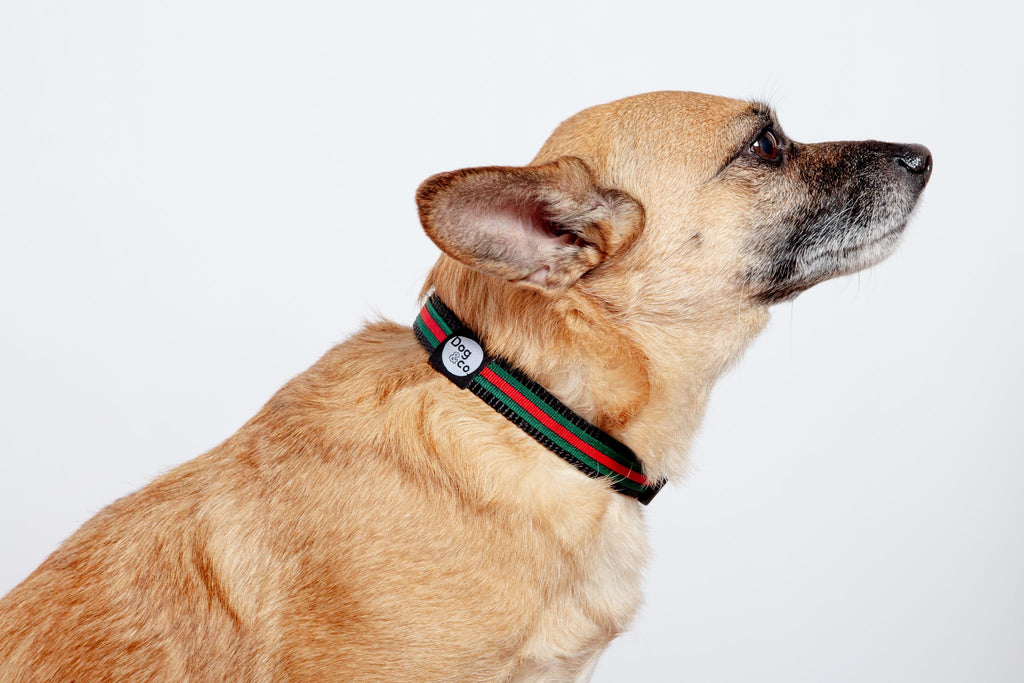 Luxe Green & Red Stripe Dog Collar (Made in NYC) WALK DOG & CO. COLLECTION   