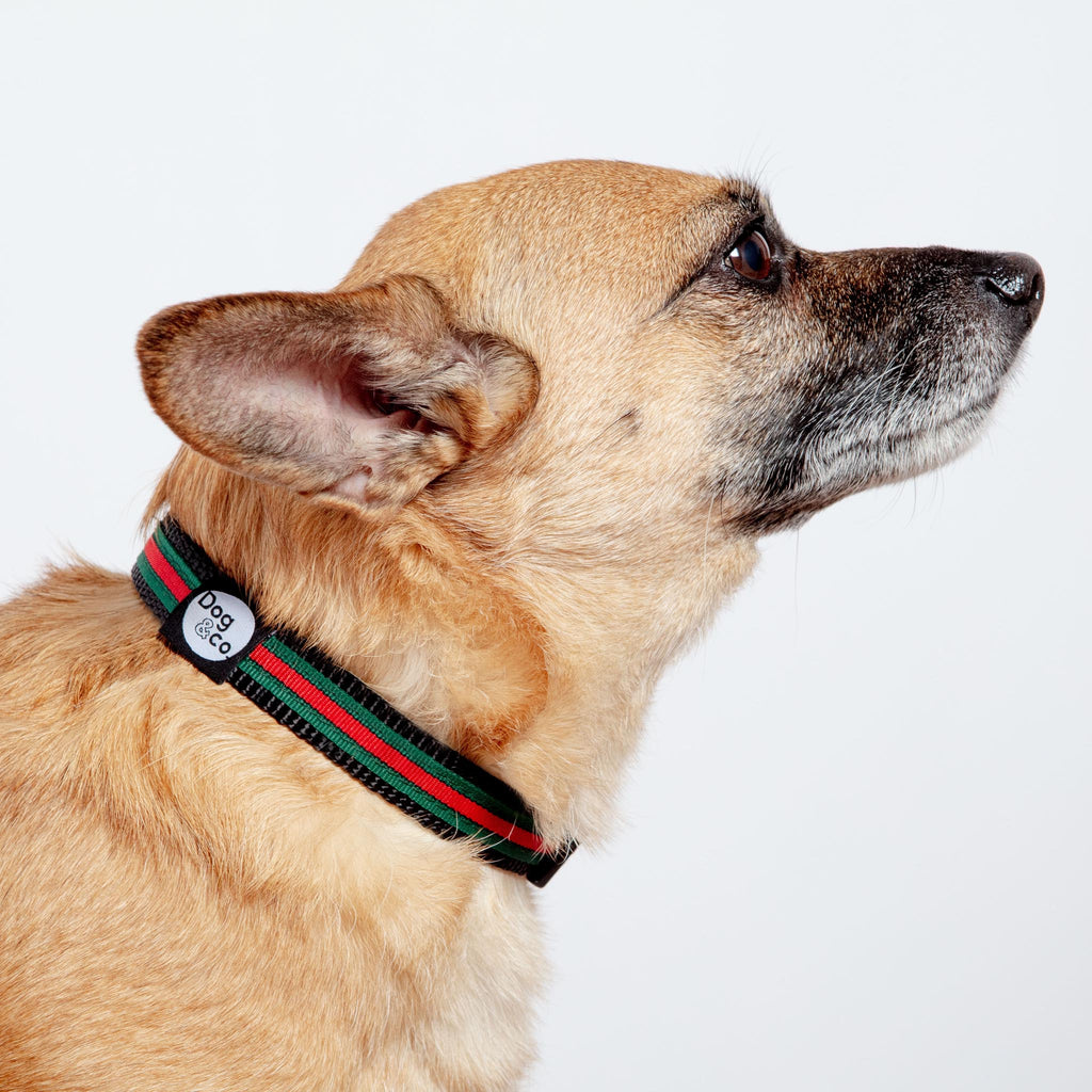 Luxe Green & Red Stripe Dog Collar (Made in NYC) WALK DOG & CO. COLLECTION   