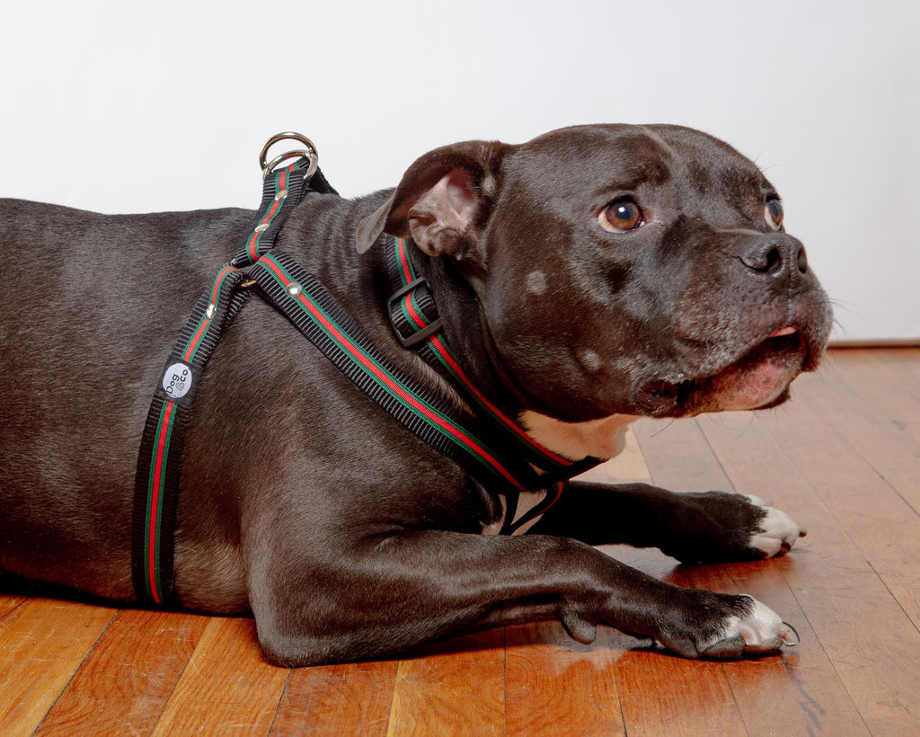 Step-In Dog Harness in Luxe Green & Red Stripe (Made in NYC) WALK DOG & CO. COLLECTION   