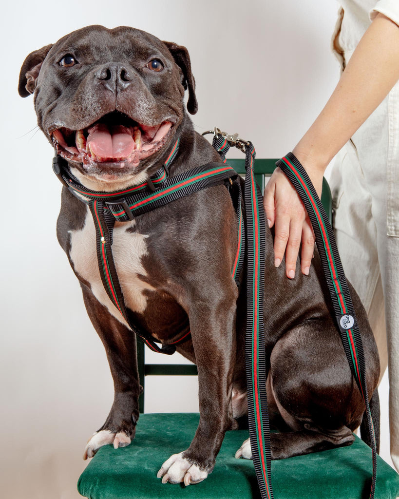 Step-In Dog Harness in Luxe Green & Red Stripe (Made in NYC) WALK DOG & CO. COLLECTION   