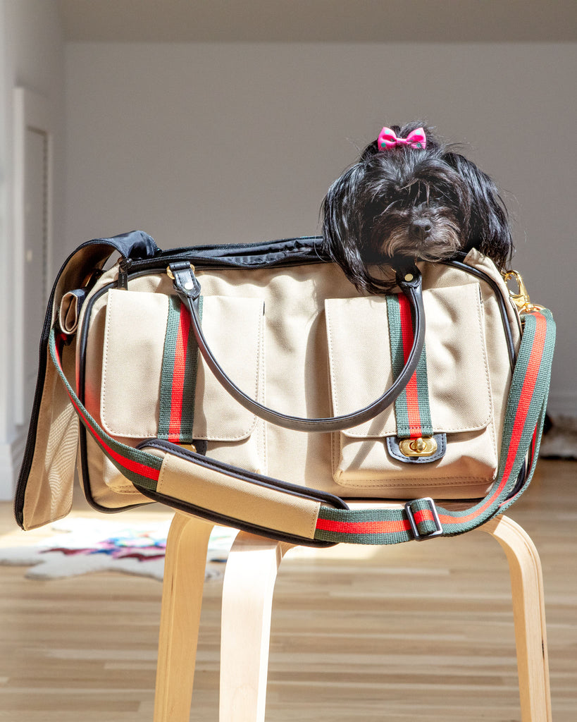 gucci dog carrier