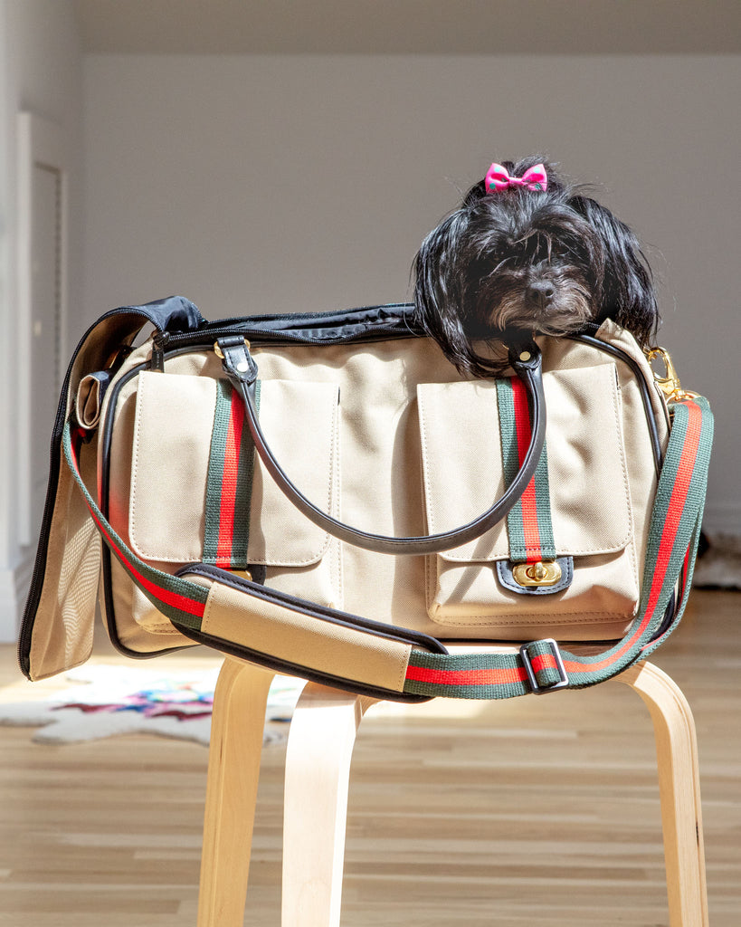 Gucci, Dog, Gucci Dog Carrier