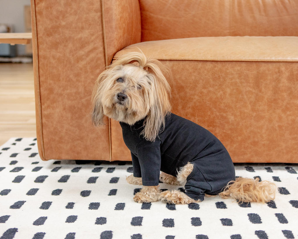 Body Warm Onesie in Black (Dog & Co. Exclusive) Dog Apparel DENTISTS APPOINTMENT   