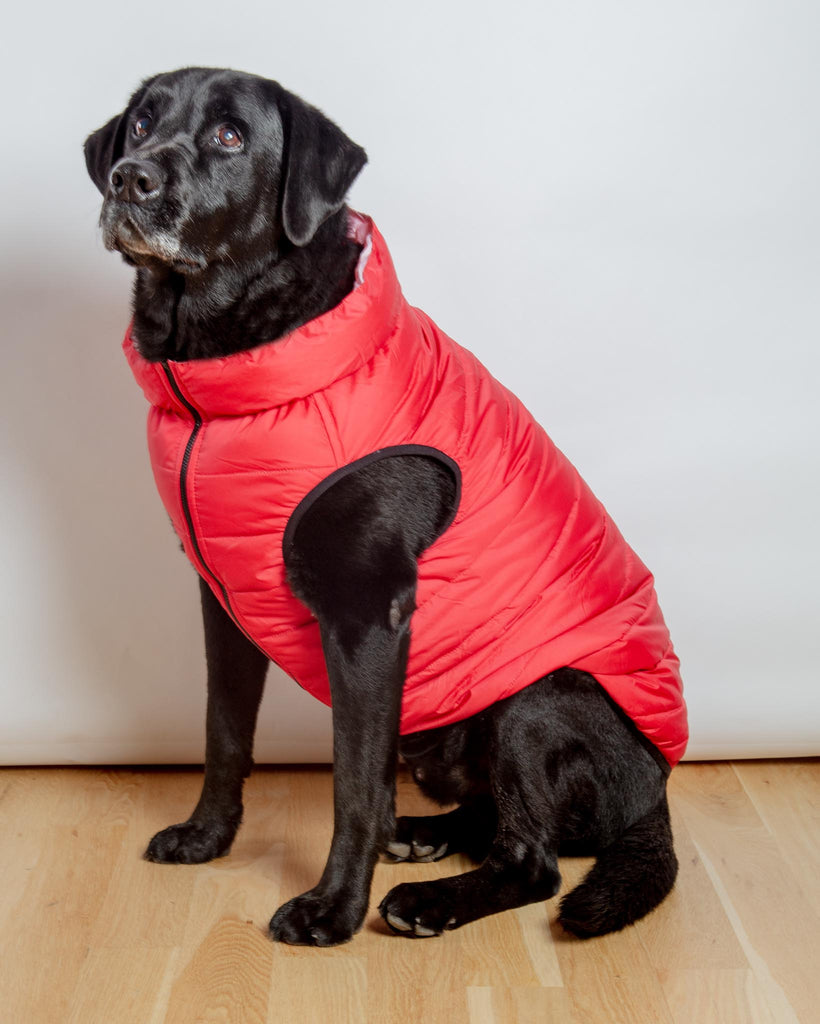 Reversible AiryVest in Strawberry + Blush (DOG & CO. Exclusive) Wear AIRYVEST for DOG & CO.   