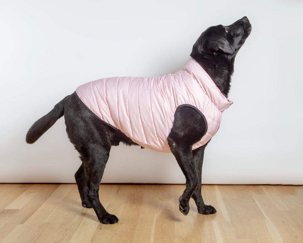 Reversible AiryVest in Strawberry + Blush (DOG & CO. Exclusive) Wear AIRYVEST for DOG & CO.   