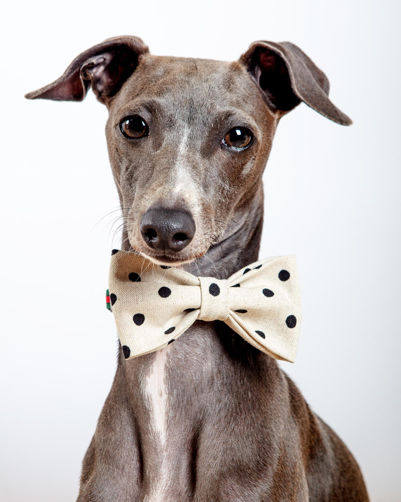 Canvas Dog Bow Tie In Polka Dot<br>(Made in the USA) Wear MIMI GREEN   