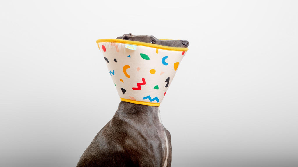 Dog Recovery Cone E-Collar Wear OLCHI   