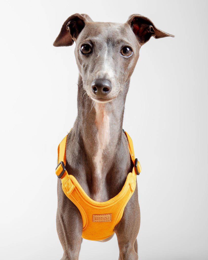 Comfort Dog Harness in Yellow WALK CHARLIE'S BACKYARD   