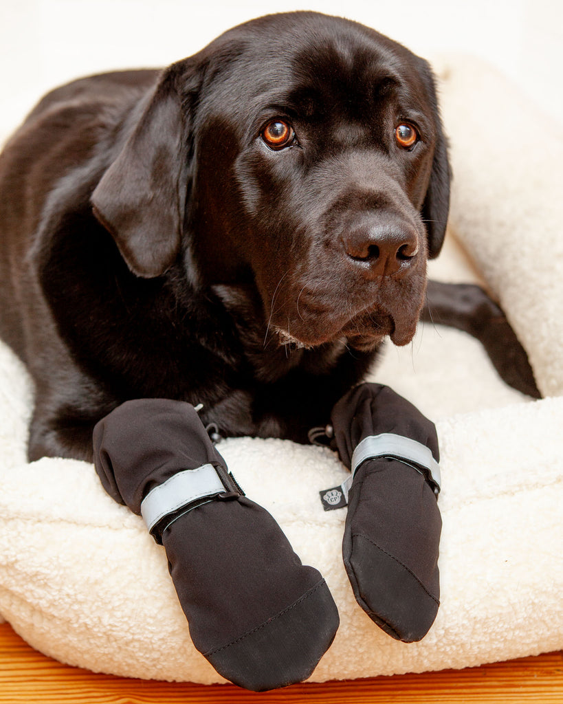 CANADA POOCH Soft Shield Boots in Black DOG - Main Image