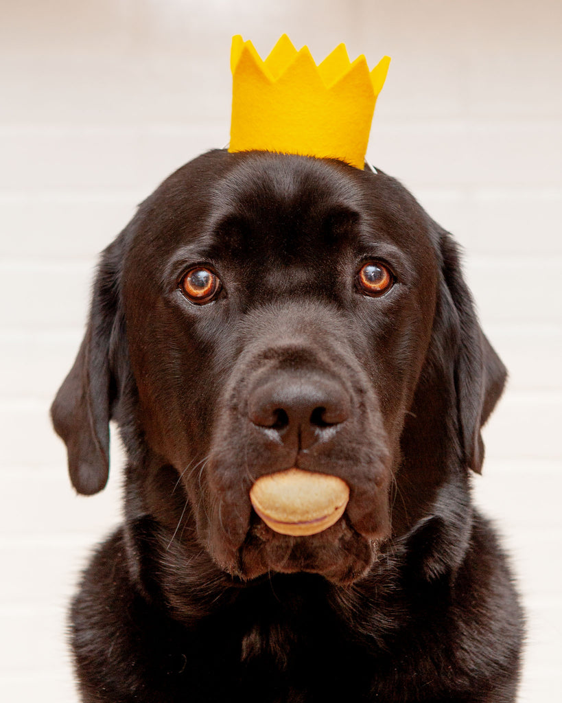 Party Beast Crown in Yellow (Made in the USA) Wear MODERN BEAST   